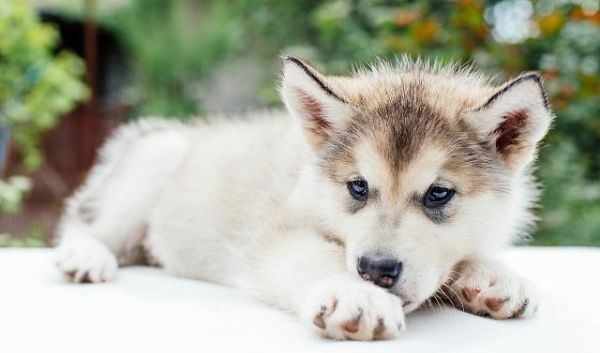 从什么时候开始训练一只幼犬？训练幼犬定点尿尿时需要注意什么？