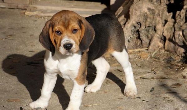 从什么时候开始训练一只幼犬？训练幼犬定点尿尿时需要注意什么？