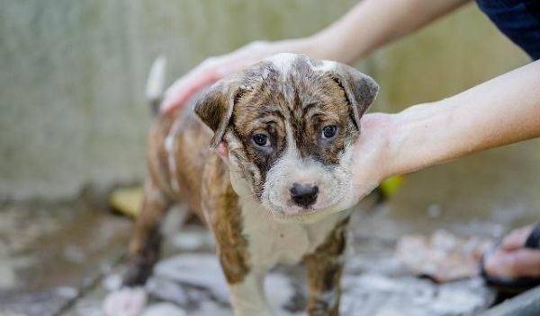 从什么时候开始训练一只幼犬？训练幼犬定点尿尿时需要注意什么？