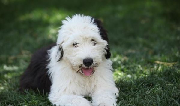 从什么时候开始训练一只幼犬？训练幼犬定点尿尿时需要注意什么？
