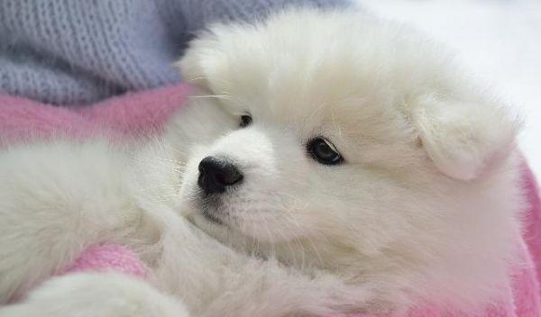 从什么时候开始训练一只幼犬？训练幼犬定点尿尿时需要注意什么？