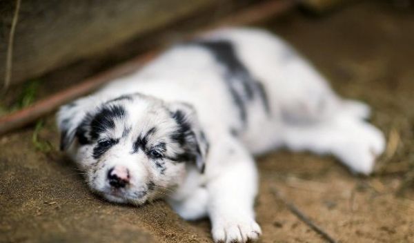 从什么时候开始训练一只幼犬？训练幼犬定点尿尿时需要注意什么？