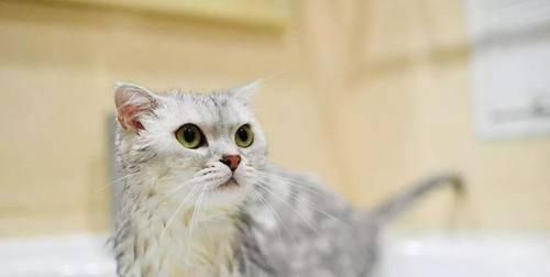 宠物小猫夏季洗澡全攻略（如何为小猫做好清凉护理）