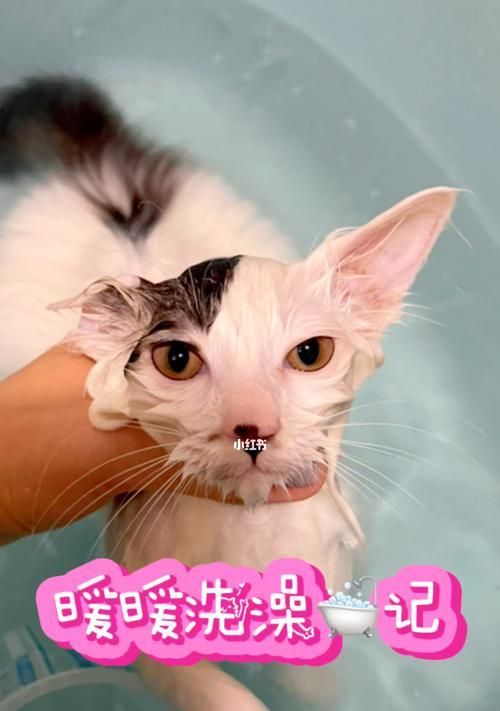 宠物小猫夏季洗澡全攻略（如何为小猫做好清凉护理）