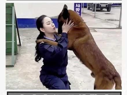 谁能想到一只流浪的小马犬，居然凭一己之力成功逆袭为威风凛凛的警犬？！#搞笑 #警犬 #马犬 #狗狗 #万万没想到