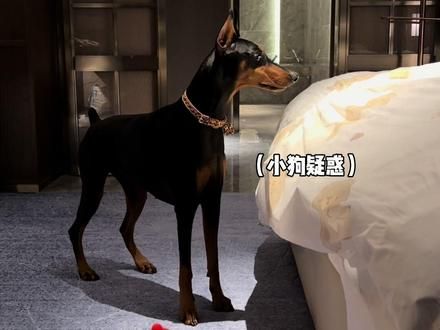 哈哈养只狗吧，比男朋友靠谱～ #杜宾 #傻狗的日常 #养狗的乐趣