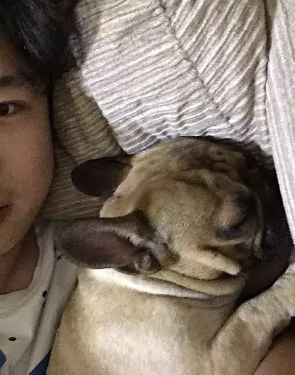 济南最美法国斗牛犬皮皮，这样的宠物狗狗只有亲生老娘才能降服