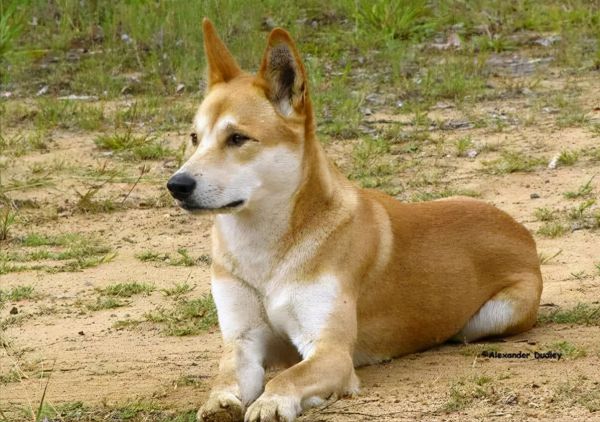 中华田园犬图片