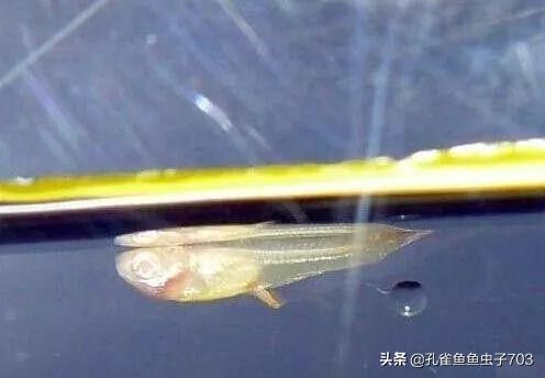 孔雀鱼疾病的预防与治疗 