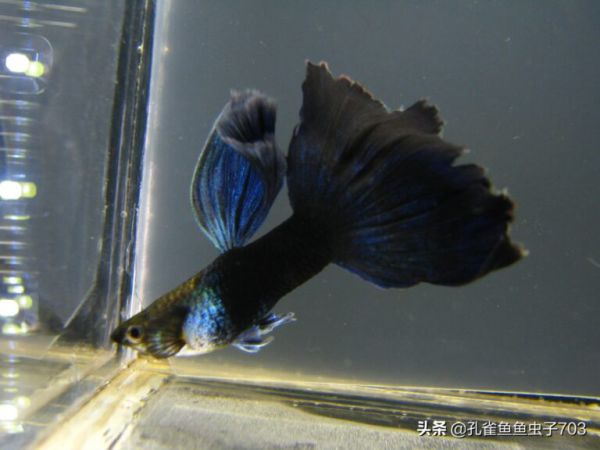 孔雀鱼疾病的预防与治疗 
