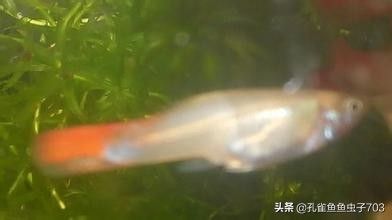 孔雀鱼疾病的预防与治疗 