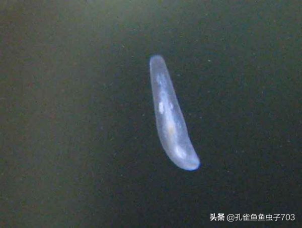 孔雀鱼疾病的预防与治疗 