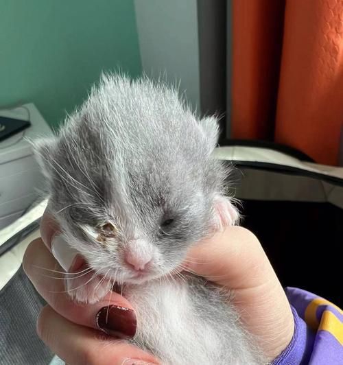 当猫咪眼睛被戳流脓，该怎么办（宠物猫眼部伤害处理指南）