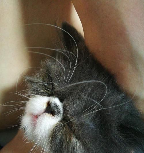 当猫咪眼睛被戳流脓，该怎么办（宠物猫眼部伤害处理指南）