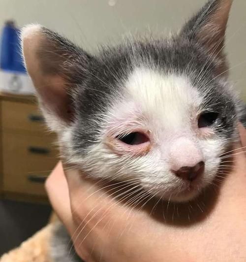 当猫咪眼睛被戳流脓，该怎么办（宠物猫眼部伤害处理指南）