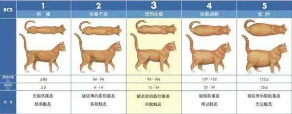 猫的体型图