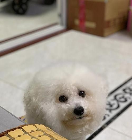 比熊狗该吃狗粮还是饭（寻找最佳宠物饮食方案）