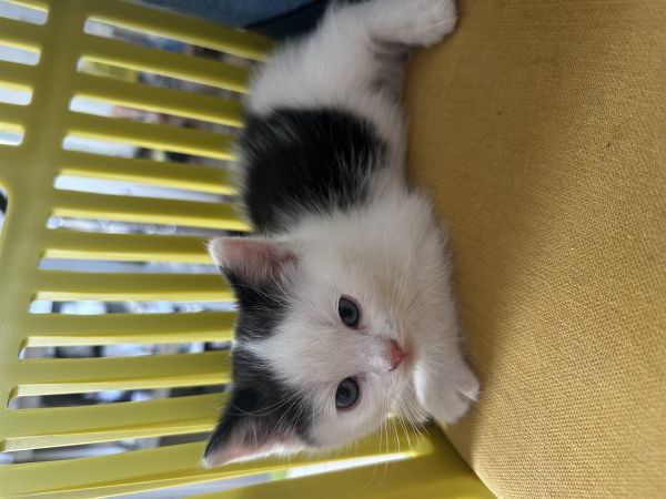 蓝眼睛小猫咪找主人