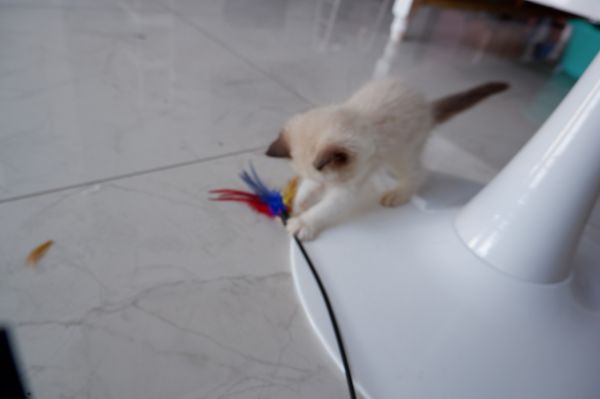 出一只布偶猫