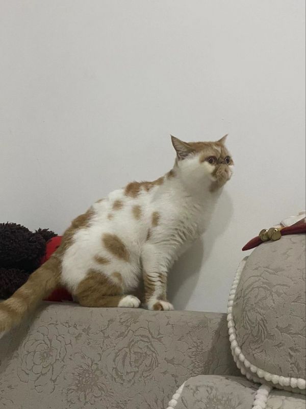 未绝育加菲妹妹?聚宠plus全自动猫厕