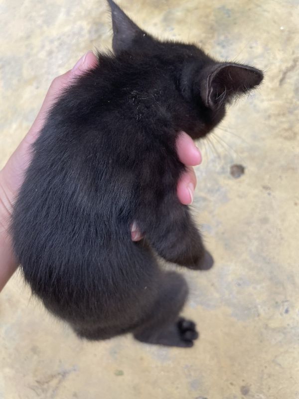 家养3月小黑母猫