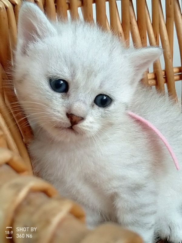 银点和家里田园猫生的