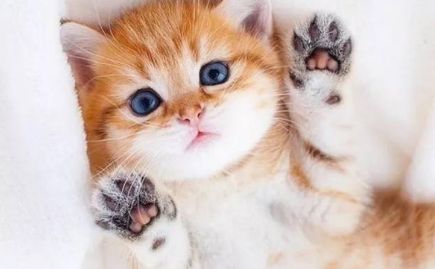 猫咪养护秘籍：23条爱猫小贴士
