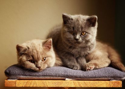 猫咪养护秘籍：23条爱猫小贴士