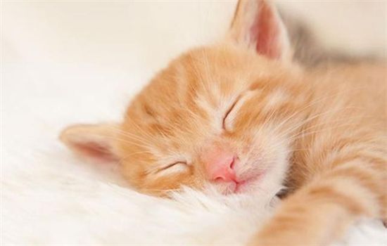 ​猫咪怎么才算玩累了