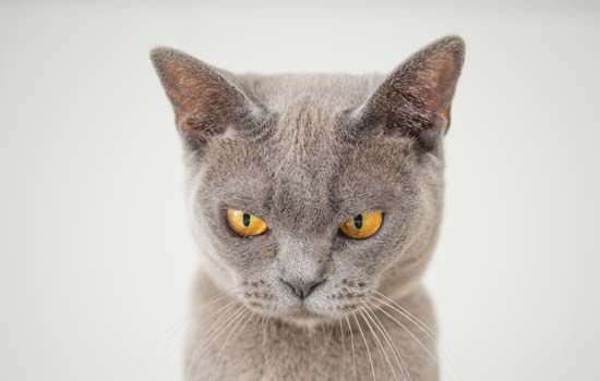 猫打完妙三多多久可以洗澡