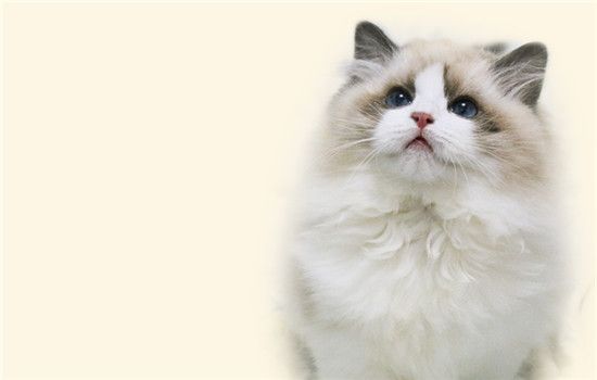 猫咪脚掌结痂一样硬块