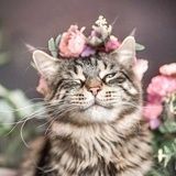 猫猫小⑤