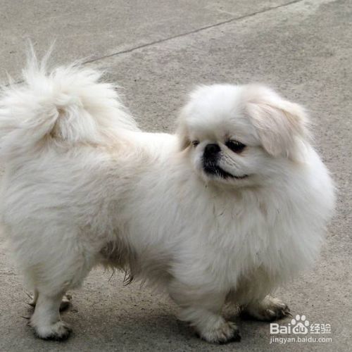狗掉毛能吃鱼油吗？