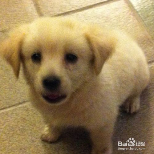 狗掉毛能吃鱼油吗？