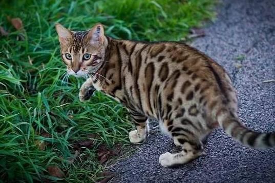 豹猫怎么训练？怎样驯养？其实很简单