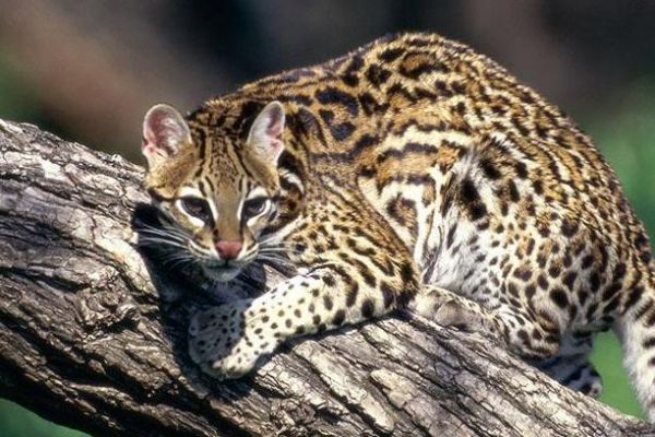 豹猫怎么训练？怎样驯养？其实很简单