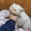 加菲猫求领养