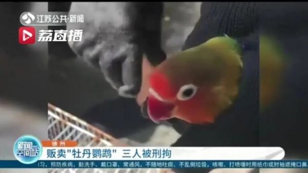买错鹦鹉也犯法?只有三种鹦鹉可以合法饲养