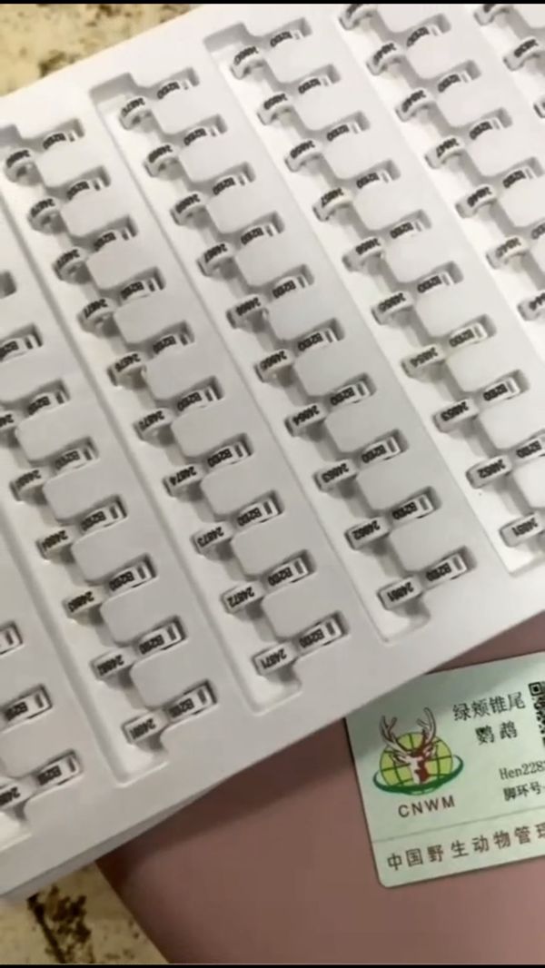 买错鹦鹉也犯法?只有三种鹦鹉可以合法饲养