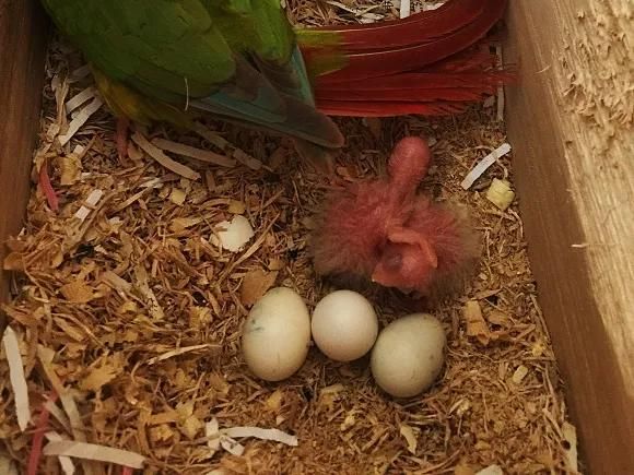 小太阳鹦鹉的饲养方法与幼鸟手养技巧,涵品种介绍,繁殖温度