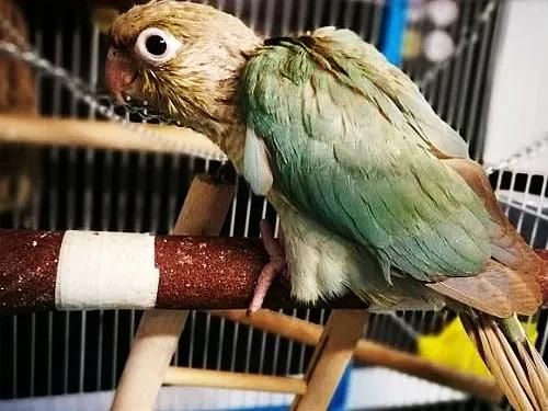 小太阳鹦鹉的饲养方法与幼鸟手养技巧,涵品种介绍,繁殖温度