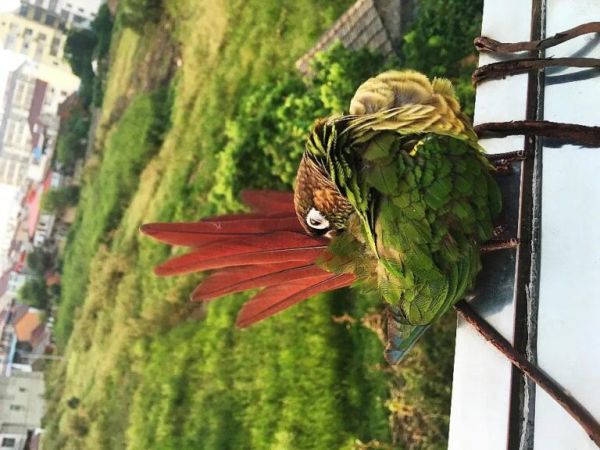 小太阳鹦鹉的饲养方法与幼鸟手养技巧,涵品种介绍,繁殖温度