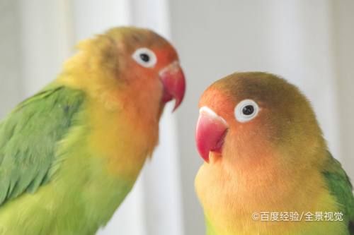牡丹鹦鹉饲养禁忌