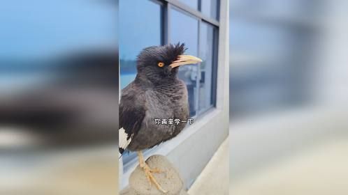 会叫爷爷奶奶的八哥小鸟 它这是成精了吧