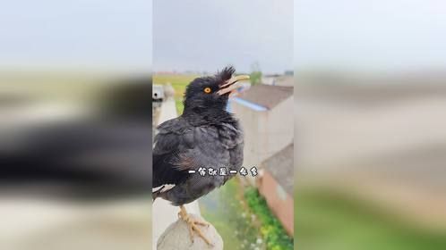 八哥小鸟演绎伤感情歌：你说过两天来看我，我已经等你一年多…