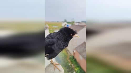 大灰狼和大象的叫声被这只八哥小鸟学的明明白白的，真叫人喜欢