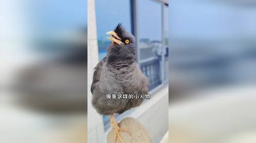 八哥小鸟表演唱歌 什么叫幸福 谁能说清楚