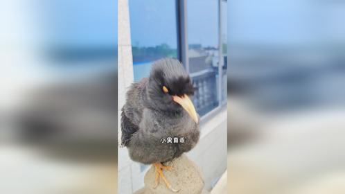 八哥鸟叫爷爷喊奶奶还会学大公鸡早上打鸣声