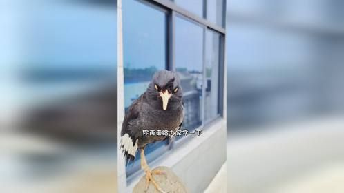 八哥小鸟会叫奶奶喊爷爷还会学邻居奶奶家小孙子不开心时的哭闹声