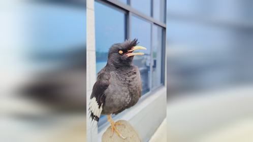 不就是模仿小猫和小狗的叫声吗，还真难不倒这只八哥小鸟 嘿嘿